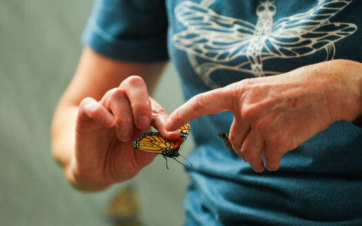 New butterfly tagging technology turns hypotheses to facts for KU’s Monarch Watch